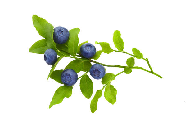 istock Frash blueberry branch isolated on white background 1165552165