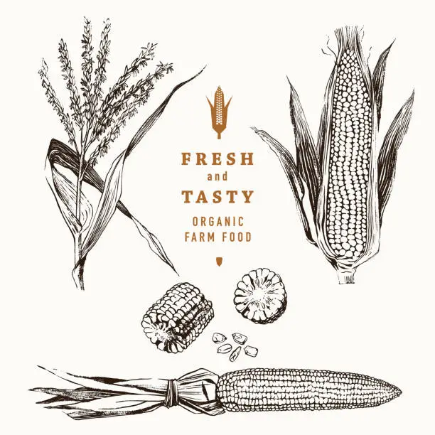 Vector illustration of Corn on the cob vintage design set