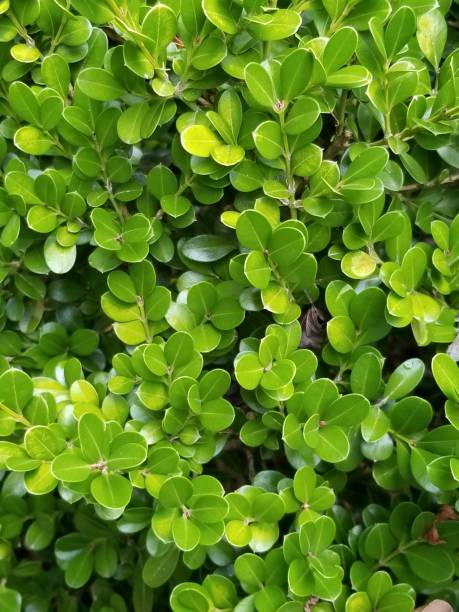 istock Boxwood Shrub Close Up 1 1165553397