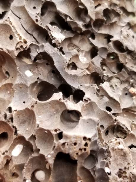 istock Worm holed wood close up 1165553562