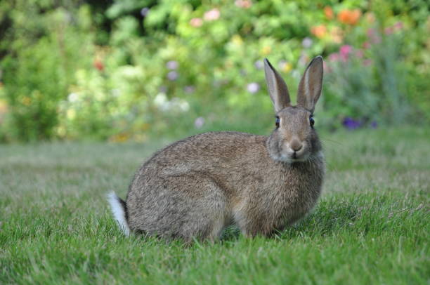 istock Wild Rabbit in Garden 3 1165553695