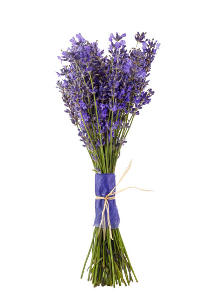 istock Lavender flowers bunch tied isolated on white background 1165553786
