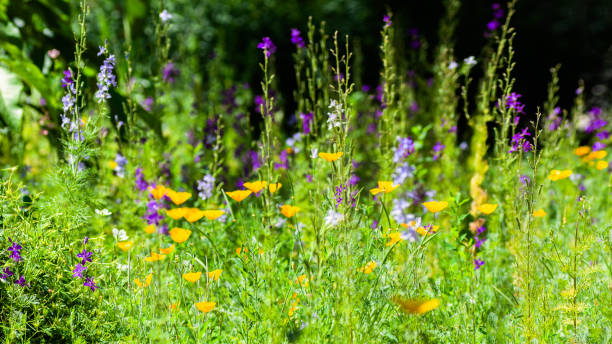 istock bright green grass and flowers on meadow in sunny light day . 1165554849