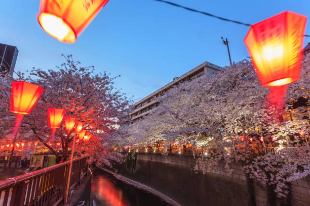 Beautiful sakura cherry blossom in Nagameguro canel with long exposure during light up stock photo