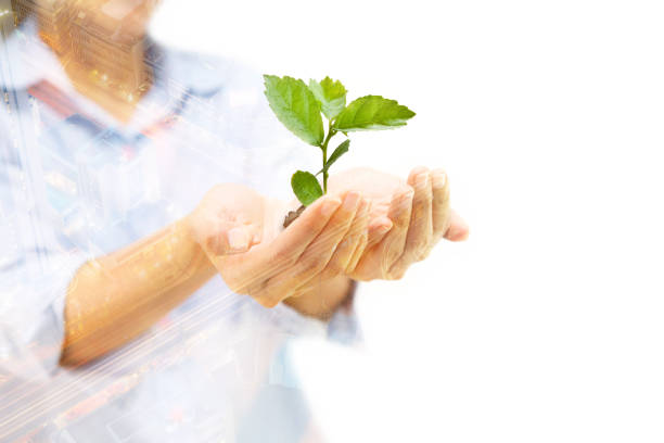 Double exposure of woman"u2019s hands holding green plant stock photo