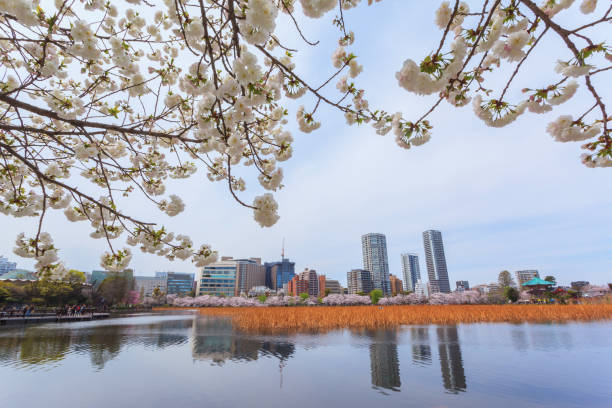 istock Beautiful pink sakura cherry blossom in Tokyo 1165555176