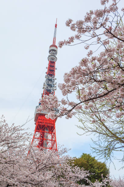 istock Beautiful pink sakura cherry blossom in Tokyo 1165555177