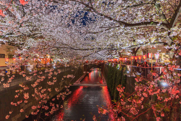istock Beautiful sakura cherry blossom in Nagameguro canel with long exposure during light up 1165555178