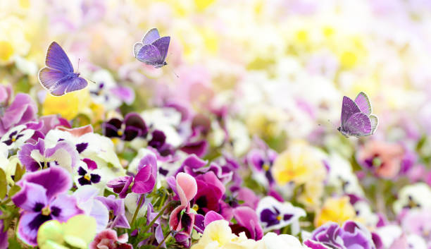 Colorful summer background from flower pansy and flying butterflies. Summer viola flowers field with flying butterflies natural sunny background. Colorful vibrant background pansy photos stock pictures, royalty-free photos & images