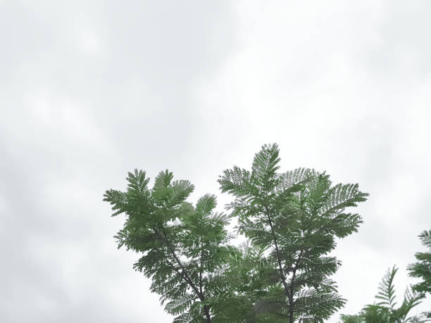 opinião de baixo ângulo da parte superior da árvore de encontro ao céu nebuloso - treetop sky tree high section - fotografias e filmes do acervo