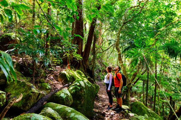 Couple exploring in the lush Lamington National Park, Queensland Couple exploring in the lush Lamington National Park, Queensland, Australia queensland stock pictures, royalty-free photos & images