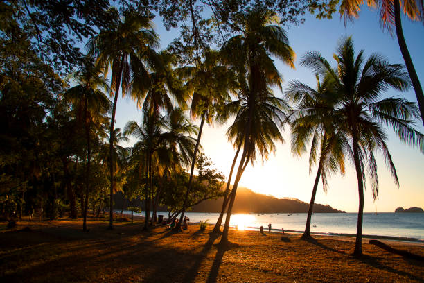 palmy na brzegu oceanu spokojnego - costa rican sunset zdjęcia i obrazy z banku zdjęć