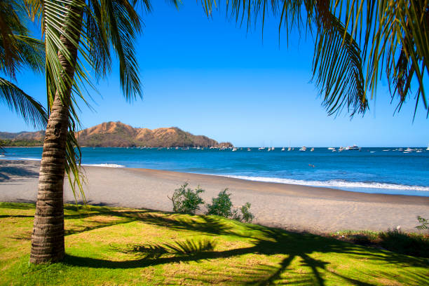 istock palm trees on the shore of the Pacific Ocean 1165556746