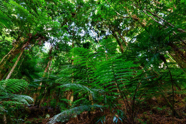 istock Lush Australian rainforest in the Lamington National Park 1165556749
