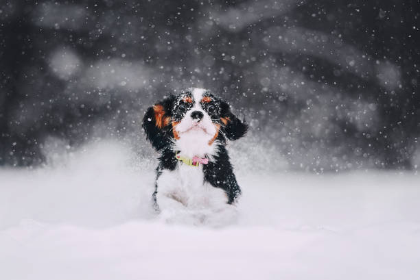 istock Cavalier king charles spaniel runs in the snow 1165558256