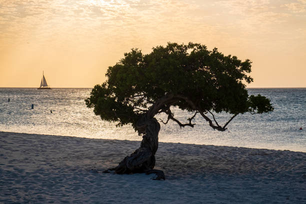 aruba, arbre divi divi sur eagle beach - sailing sailboat sunset aruba photos et images de collection