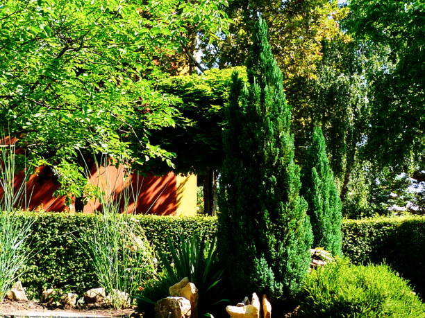 istock garden scene with deep lush green pyramid shaped Junipers and emerald green evergreen bush 1165559616