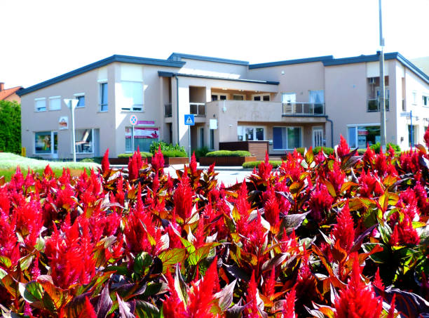 istock Celosia plumosa. Glorious Red garden flower in park planter 1165559746