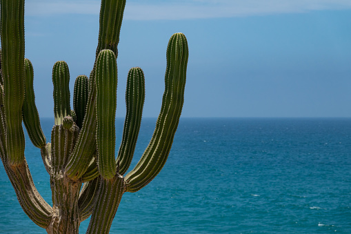 Cactus in Front of Sea of Cortez in San Jose Del Cabo, Cabo San Lucas, Mexico. Sunny afternoon.