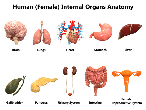 Anatomía de los órganos internos femeninos photo