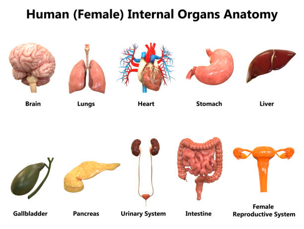 istock Female Internal Organs Anatomy 1165561133