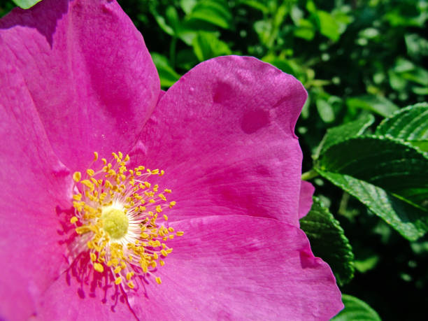 istock Pink flower dog-rose (Rosa Canina). 1165561292
