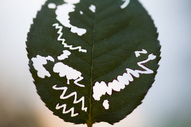 Caterpillar eating on a leaf