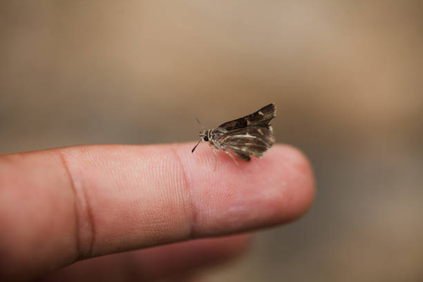 istock African marbled skipper butterfly on human hand 1165562781