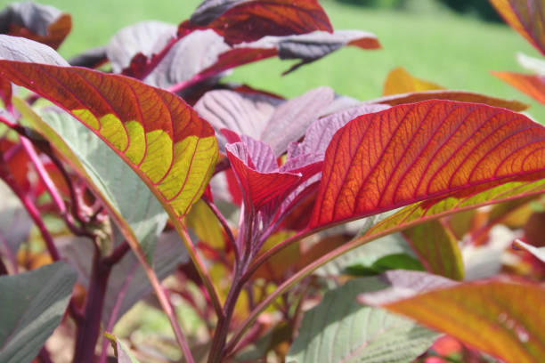 istock Amaranthus or Amaranth red leaves against sunlight 1165563617