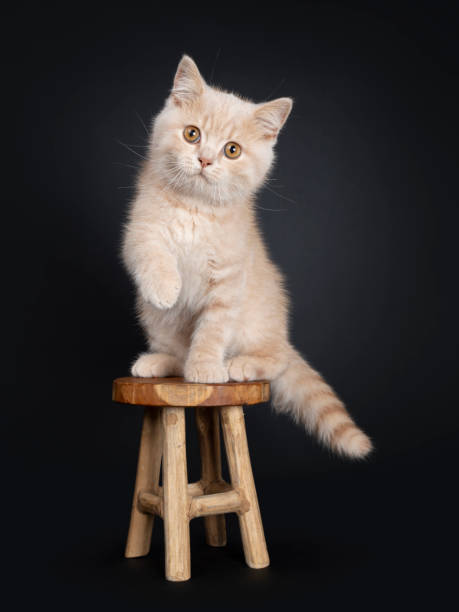 istock Creme British Shorthair kitten on black 1165563672