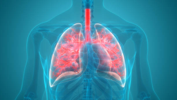 istock Human Respiratory System Lungs Anatomy 1165563793