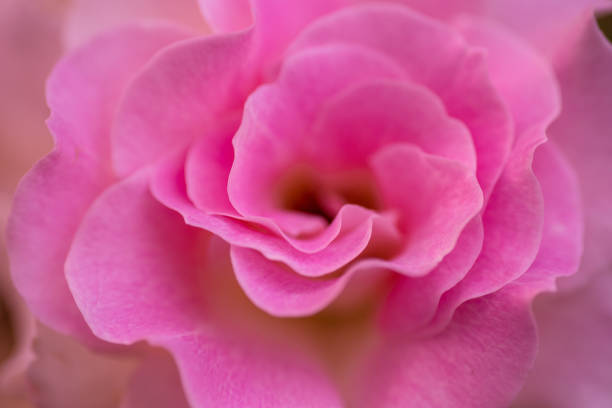 Macro shot of rose petal