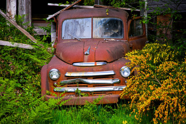 istock Rusty old pick-up truck in forest overgrowth 1165563862