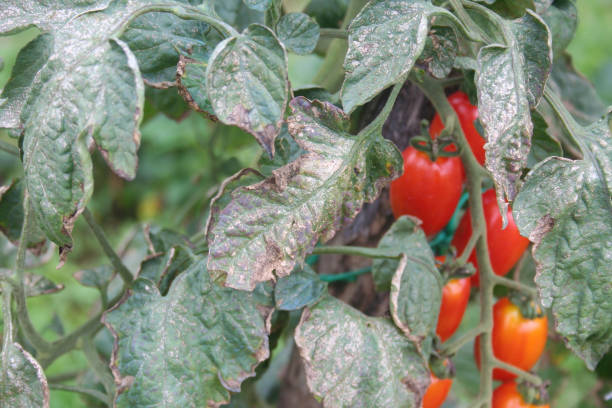 Downy mildew on cherry tomato plant. Downy mildew on cherry tomato plant. Cherry tomatoes plant with disease in the vegetable garden. Brown spots on tomato leaves. mildew stock pictures, royalty-free photos & images