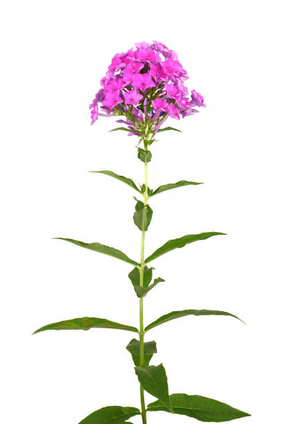 istock Purple phlox plant 1165564941
