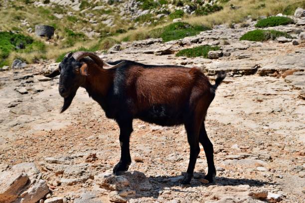 istock Wild tamed goat is looking and walking on the hill 1165565330