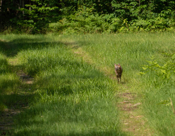 grey fox #2 - città della contea di oneida, new york - oneida foto e immagini stock