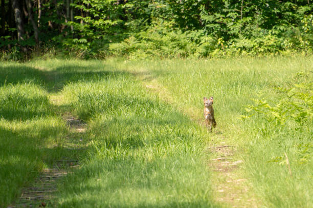 grey fox #3 , comté de oneida, new york - oneida photos et images de collection