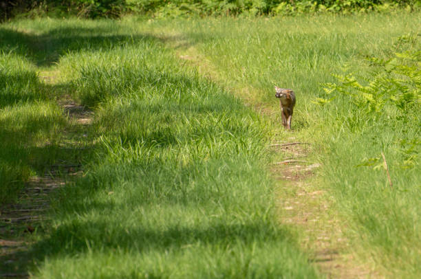 grey fox #6 , comté de oneida, new york - oneida photos et images de collection