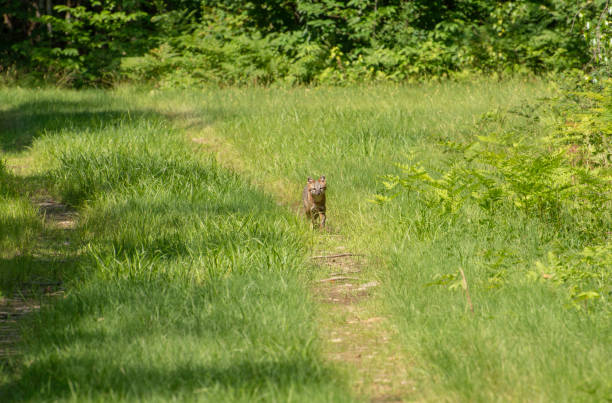 grey fox #5 , comté de oneida, new york - oneida photos et images de collection