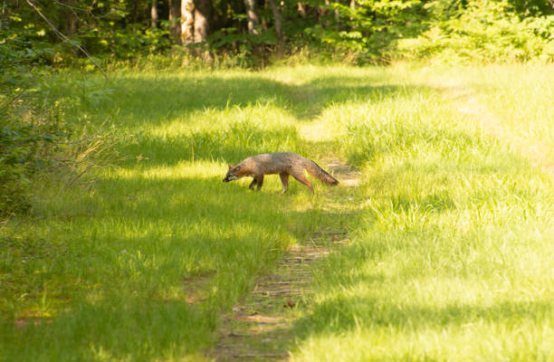 grey fox #8 - città della contea di oneida, new york - oneida foto e immagini stock