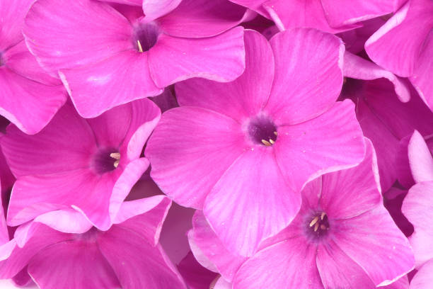 istock Purple phlox plant 1165566370