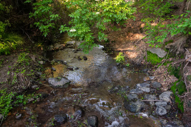 istock Small mountain river in the forest. Water flows between the stones. Close-up. 1165566417