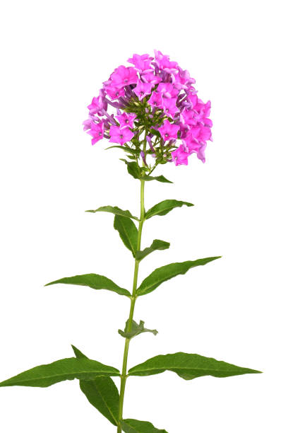 istock Purple phlox plant 1165566587