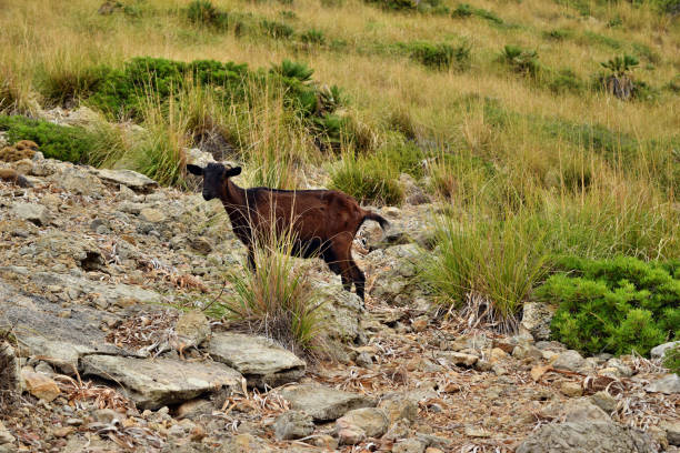 Wild tamed goat is looking and walking on the hill in Formentor, Mallorca, Spain