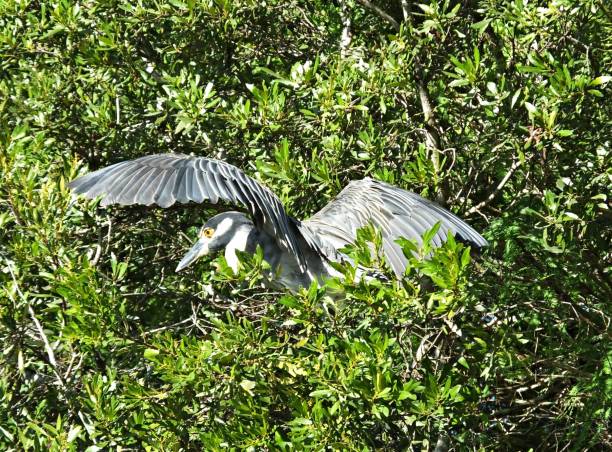 istock Yellow-Crowned Night-Heron (Nyctanassa violacea) with its wings spread 1165567894