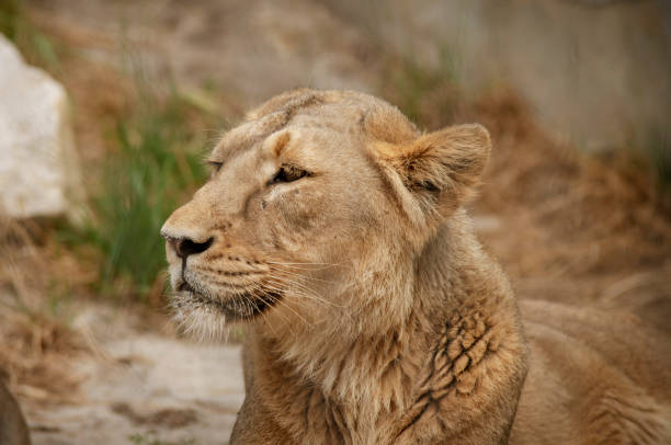 istock Female African lion, portrait. 1165568333