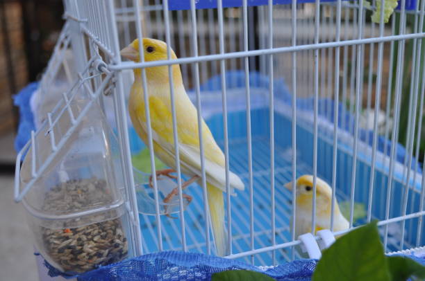istock The beautiful birds canary in the cage 1165569677