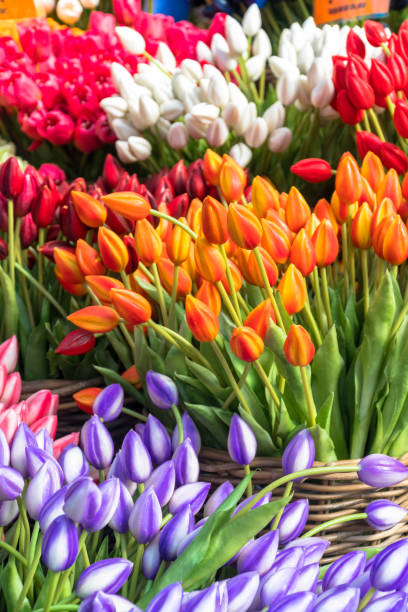 istock Tulips at Flower Market, Amsterdam, Netherlands 1165571024