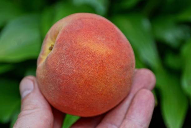 istock fingers hold ripe red fresh peach 1165571350